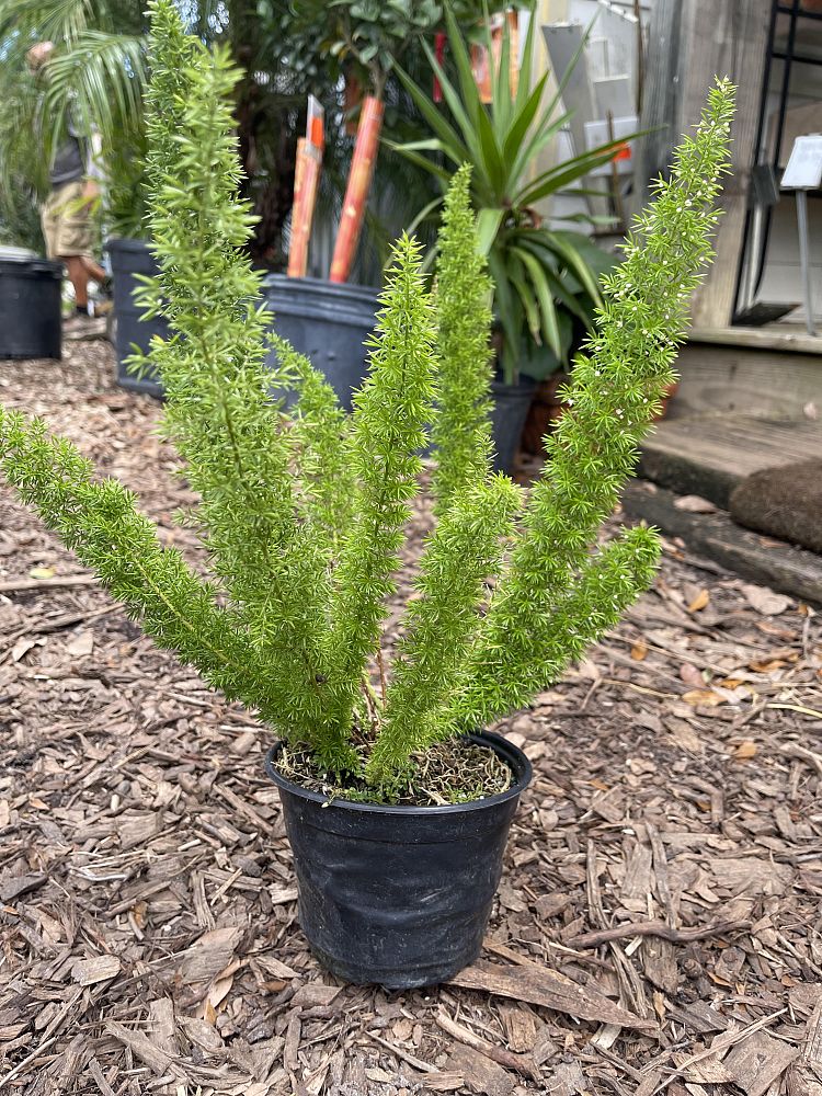 asparagus-densiflorus-meyerii-foxtail-fern-asparagus-densiflorus-myers