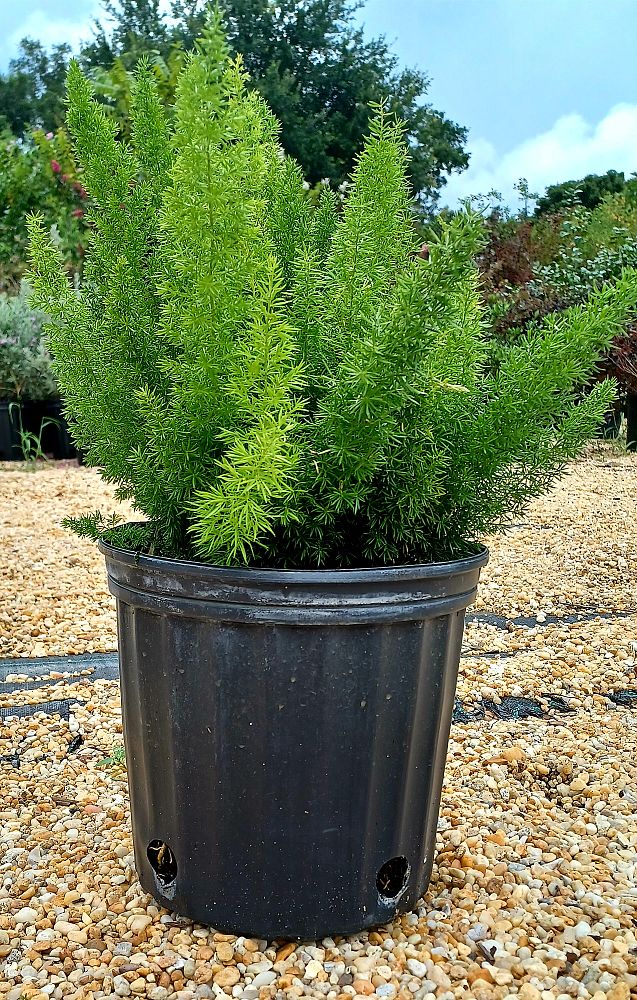 asparagus-densiflorus-meyerii-foxtail-fern-asparagus-densiflorus-myers