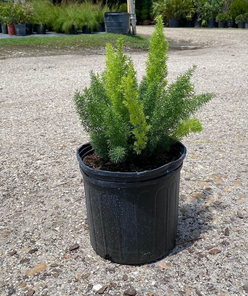 asparagus-densiflorus-meyerii-foxtail-fern-asparagus-densiflorus-myers