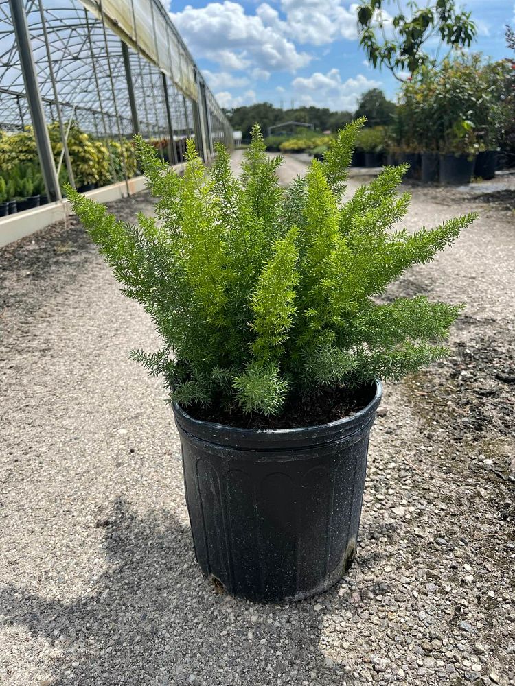 asparagus-densiflorus-meyerii-foxtail-fern-asparagus-densiflorus-myers