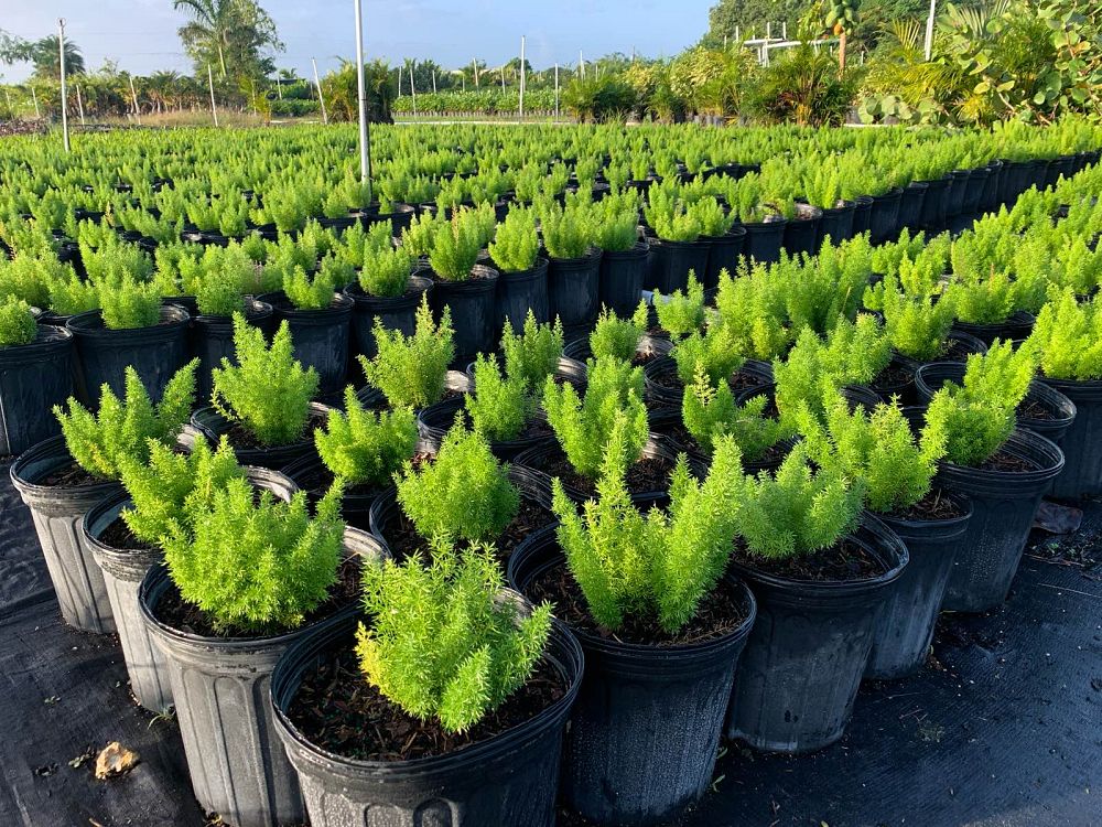 asparagus-densiflorus-meyerii-foxtail-fern-asparagus-densiflorus-myers