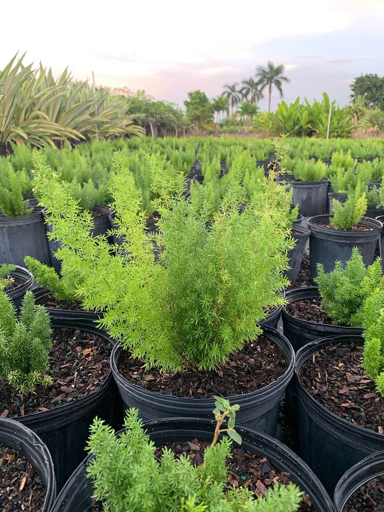 asparagus-densiflorus-meyerii-foxtail-fern-asparagus-densiflorus-myers
