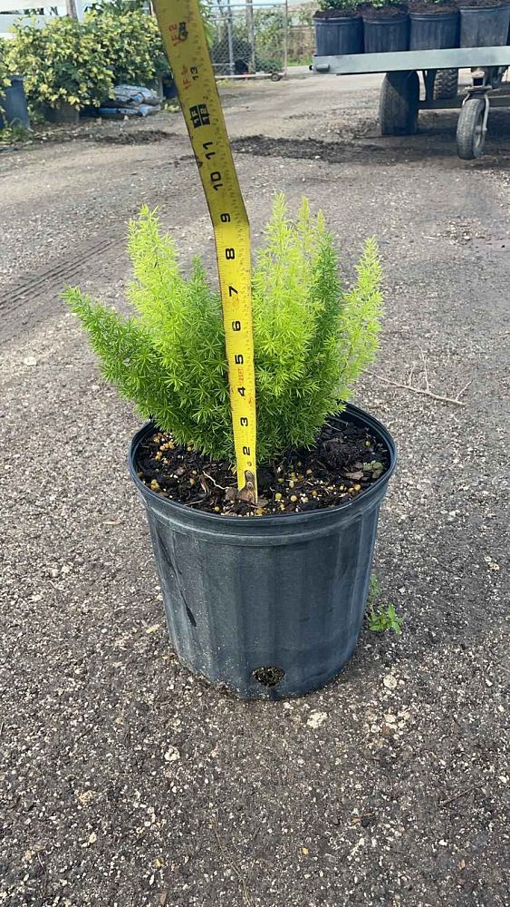 asparagus-densiflorus-meyerii-foxtail-fern-asparagus-densiflorus-myers