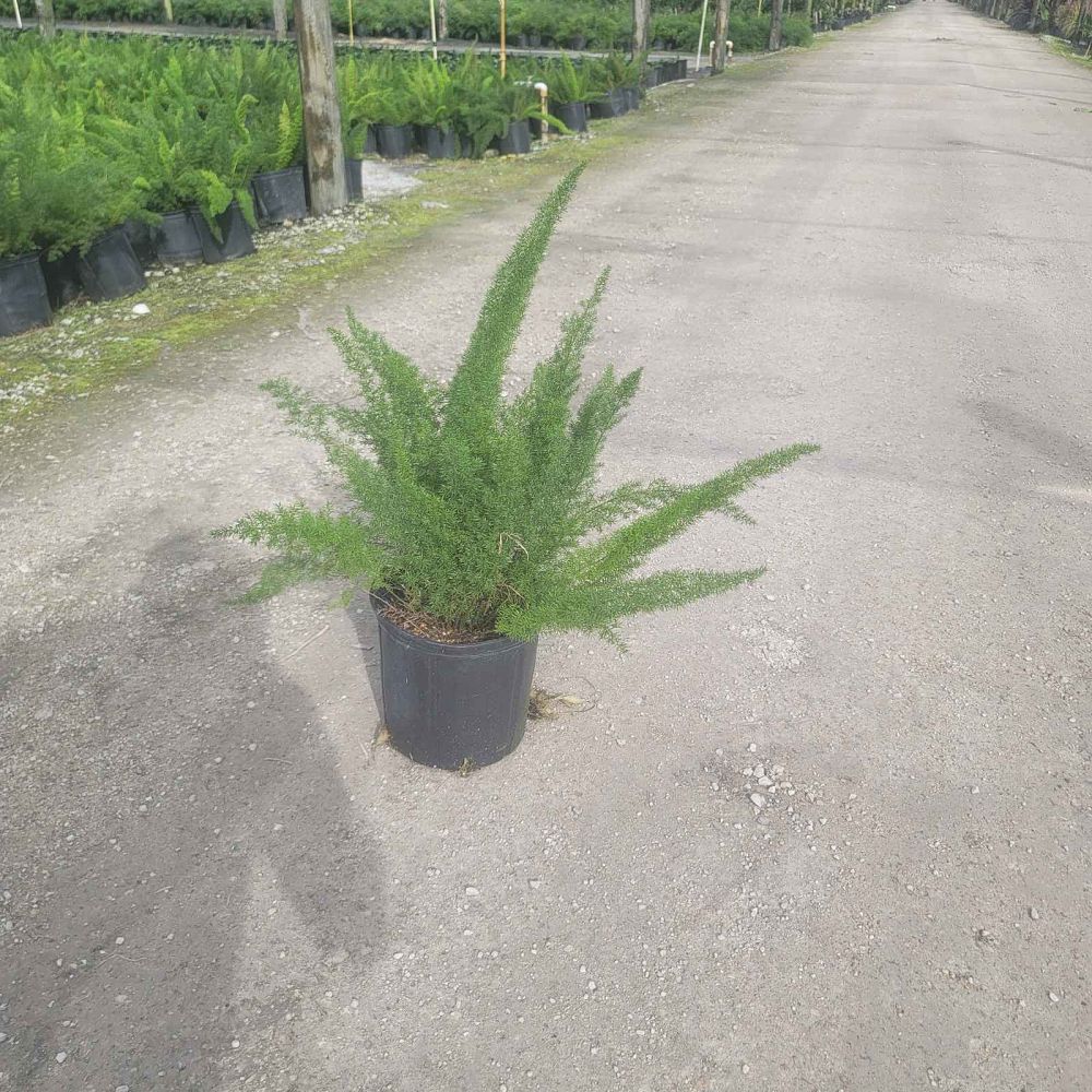 asparagus-densiflorus-meyerii-foxtail-fern-asparagus-densiflorus-myers