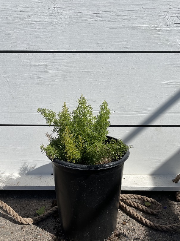 asparagus-densiflorus-meyerii-foxtail-fern-asparagus-densiflorus-myers
