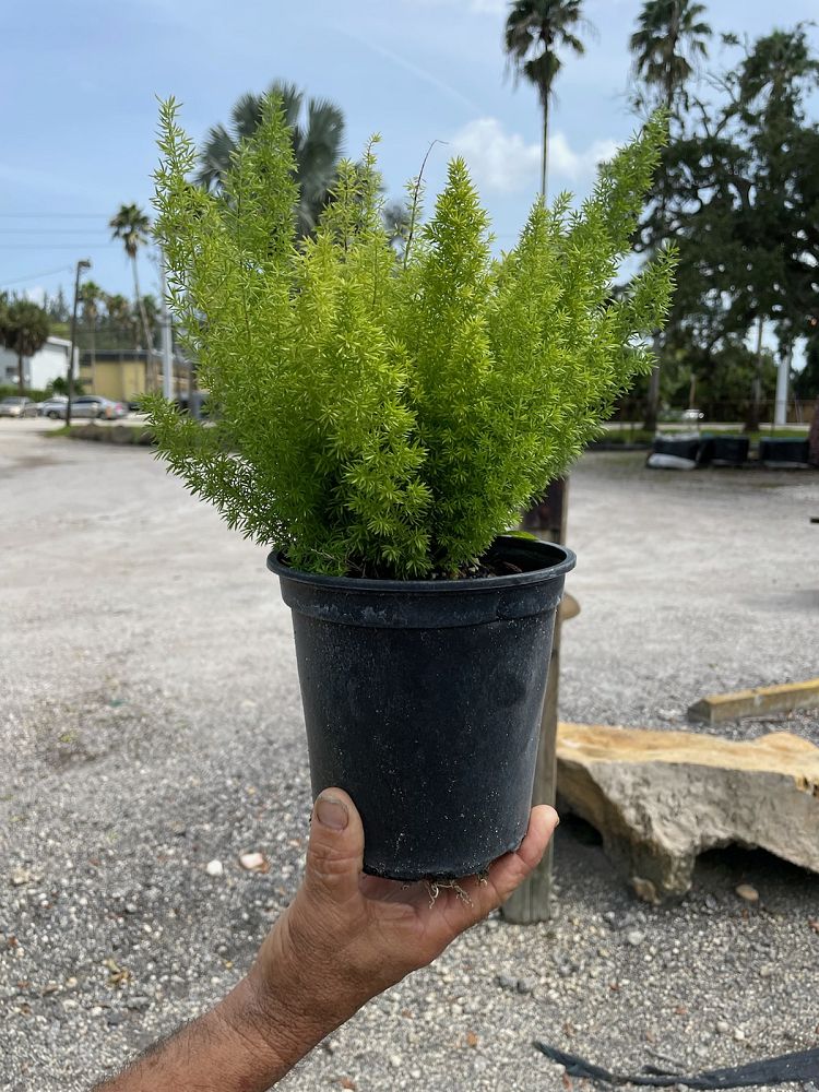 asparagus-densiflorus-meyerii-foxtail-fern-asparagus-densiflorus-myers