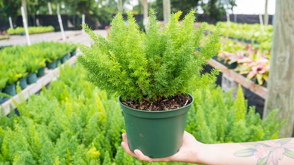 asparagus-densiflorus-meyerii-foxtail-fern-asparagus-densiflorus-myers