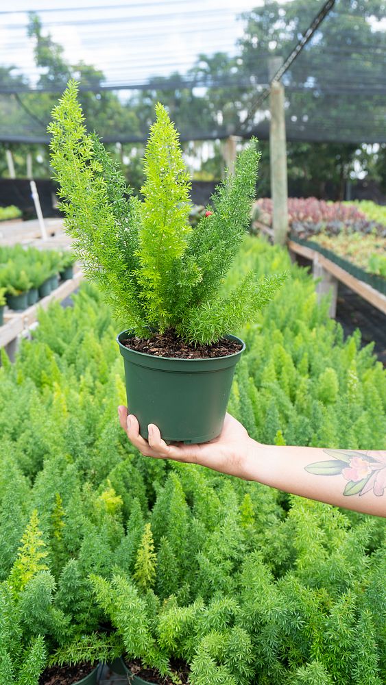 asparagus-densiflorus-meyerii-foxtail-fern-asparagus-densiflorus-myers