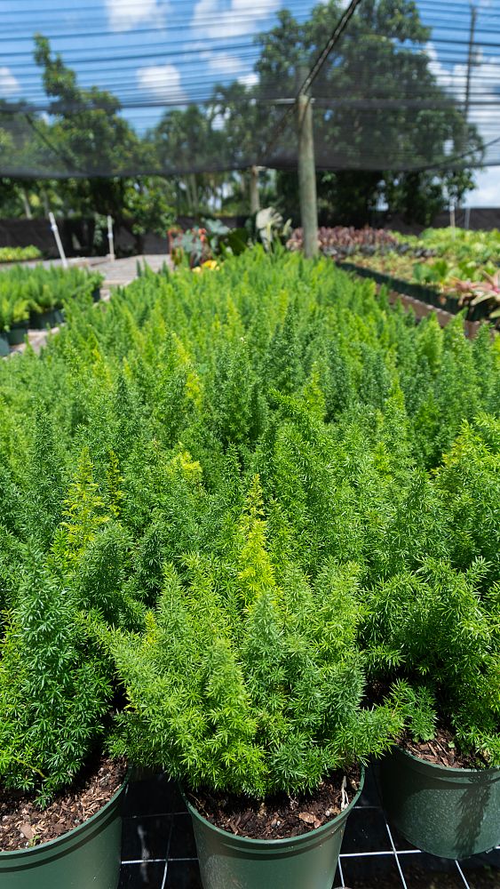 asparagus-densiflorus-meyerii-foxtail-fern-asparagus-densiflorus-myers