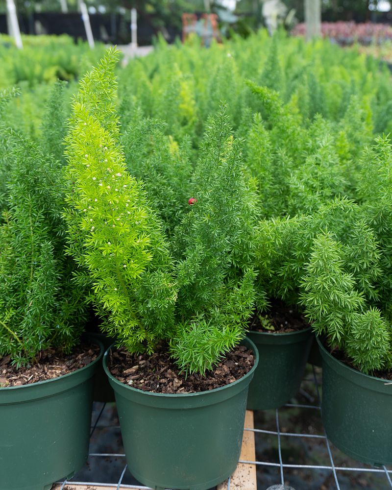 asparagus-densiflorus-meyerii-foxtail-fern-asparagus-densiflorus-myers