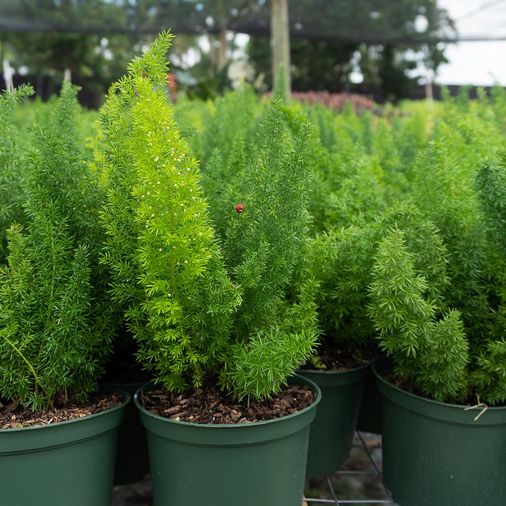 asparagus-densiflorus-meyerii-foxtail-fern-asparagus-densiflorus-myers