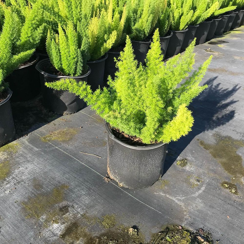 asparagus-densiflorus-meyerii-foxtail-fern-asparagus-densiflorus-myers