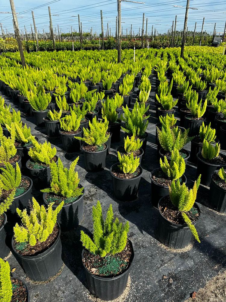 asparagus-densiflorus-meyerii-foxtail-fern-asparagus-densiflorus-myers