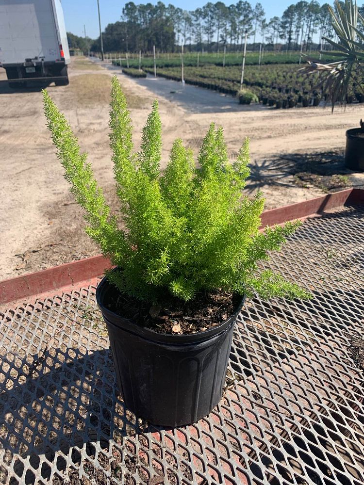 asparagus-densiflorus-meyerii-foxtail-fern-asparagus-densiflorus-myers