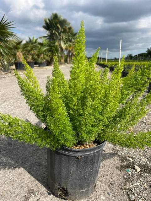 asparagus-densiflorus-meyerii-foxtail-fern-asparagus-densiflorus-myers