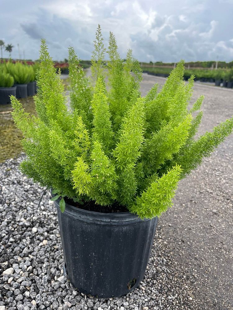 asparagus-densiflorus-meyerii-foxtail-fern-asparagus-densiflorus-myers