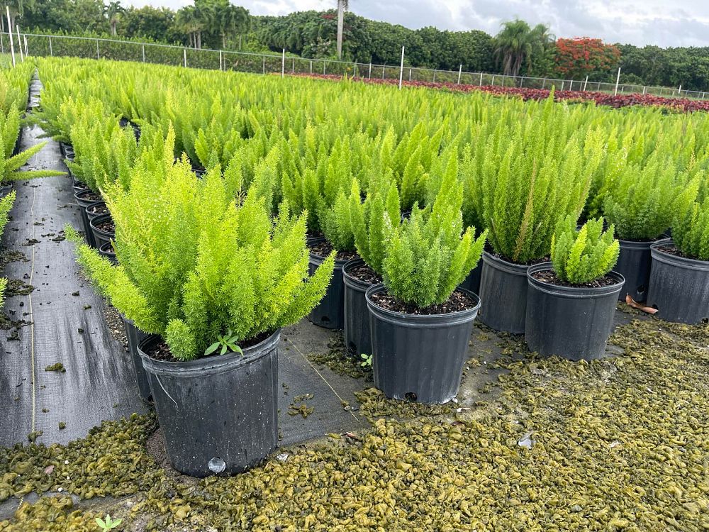 asparagus-densiflorus-meyerii-foxtail-fern-asparagus-densiflorus-myers