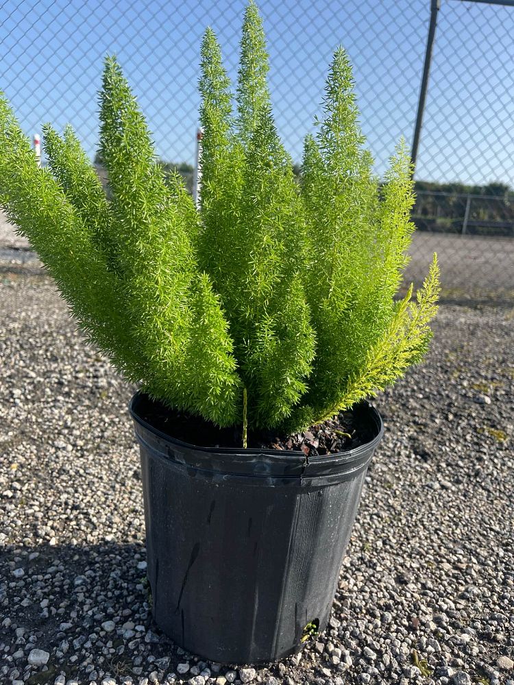 asparagus-densiflorus-meyerii-foxtail-fern-asparagus-densiflorus-myers