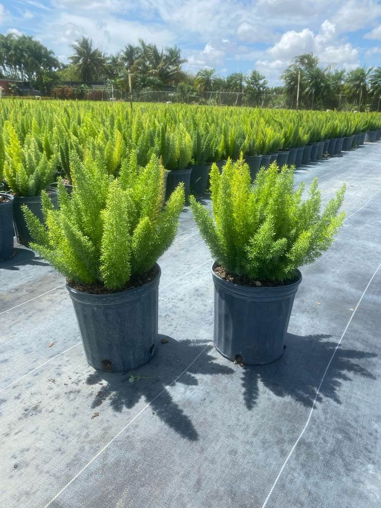 asparagus-densiflorus-meyerii-foxtail-fern-asparagus-densiflorus-myers