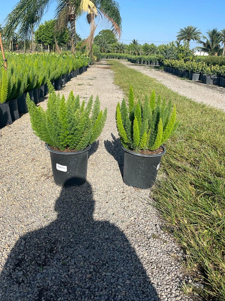 asparagus-densiflorus-meyerii-foxtail-fern-asparagus-densiflorus-myers