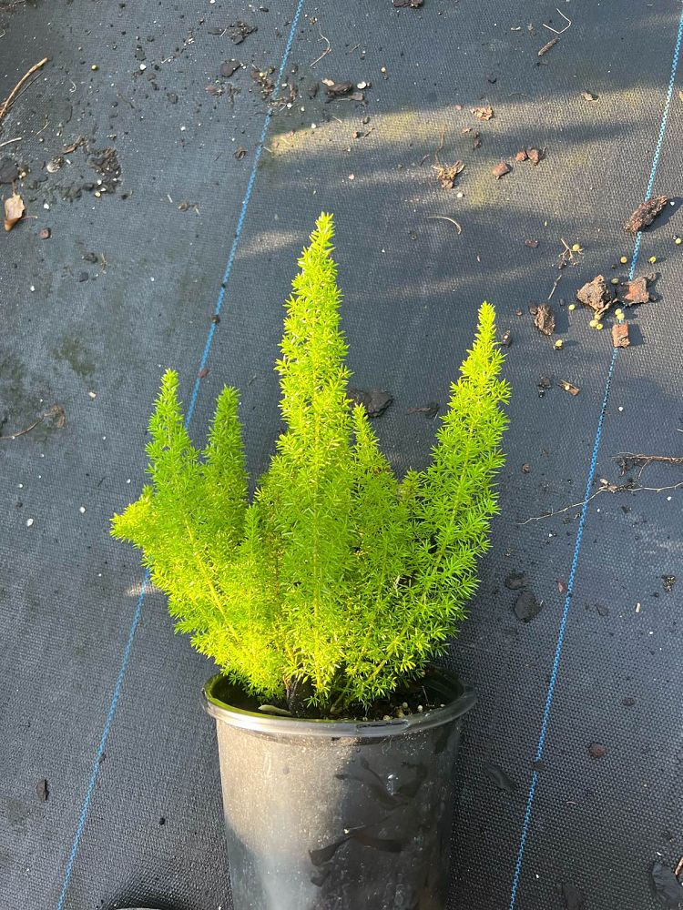 asparagus-densiflorus-meyerii-foxtail-fern-asparagus-densiflorus-myers
