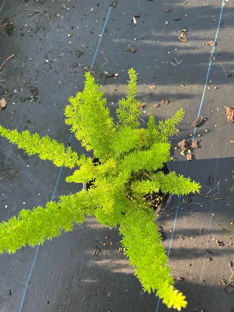 asparagus-densiflorus-meyerii-foxtail-fern-asparagus-densiflorus-myers