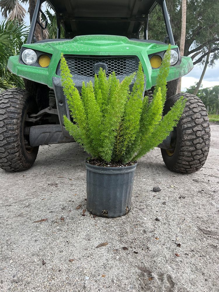 asparagus-densiflorus-meyerii-foxtail-fern-asparagus-densiflorus-myers