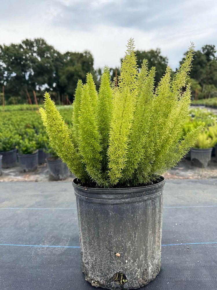 asparagus-densiflorus-meyerii-foxtail-fern-asparagus-densiflorus-myers