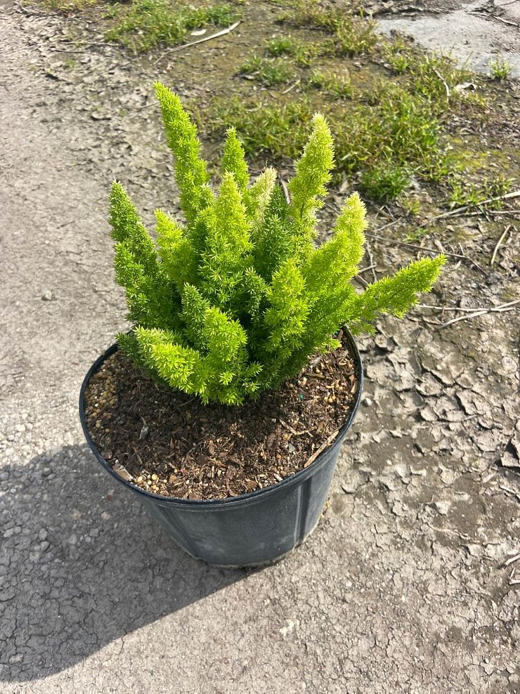 asparagus-densiflorus-meyerii-foxtail-fern-asparagus-densiflorus-myers