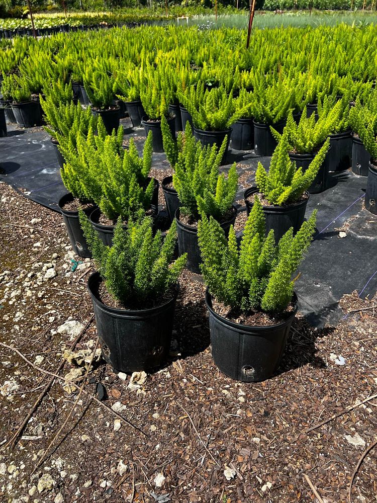 asparagus-densiflorus-meyerii-foxtail-fern-asparagus-densiflorus-myers