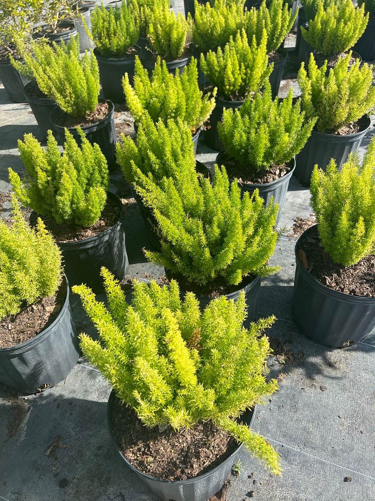asparagus-densiflorus-meyerii-foxtail-fern-asparagus-densiflorus-myers