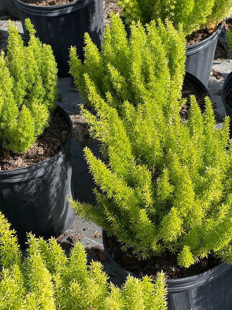 asparagus-densiflorus-meyerii-foxtail-fern-asparagus-densiflorus-myers