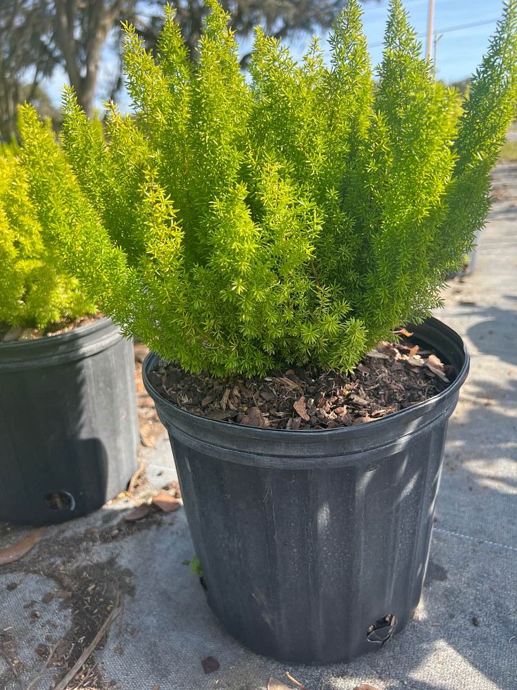 asparagus-densiflorus-meyerii-foxtail-fern-asparagus-densiflorus-myers