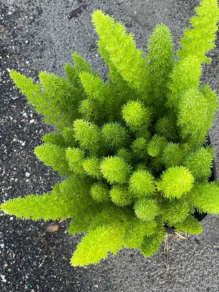 asparagus-densiflorus-meyerii-foxtail-fern-asparagus-densiflorus-myers