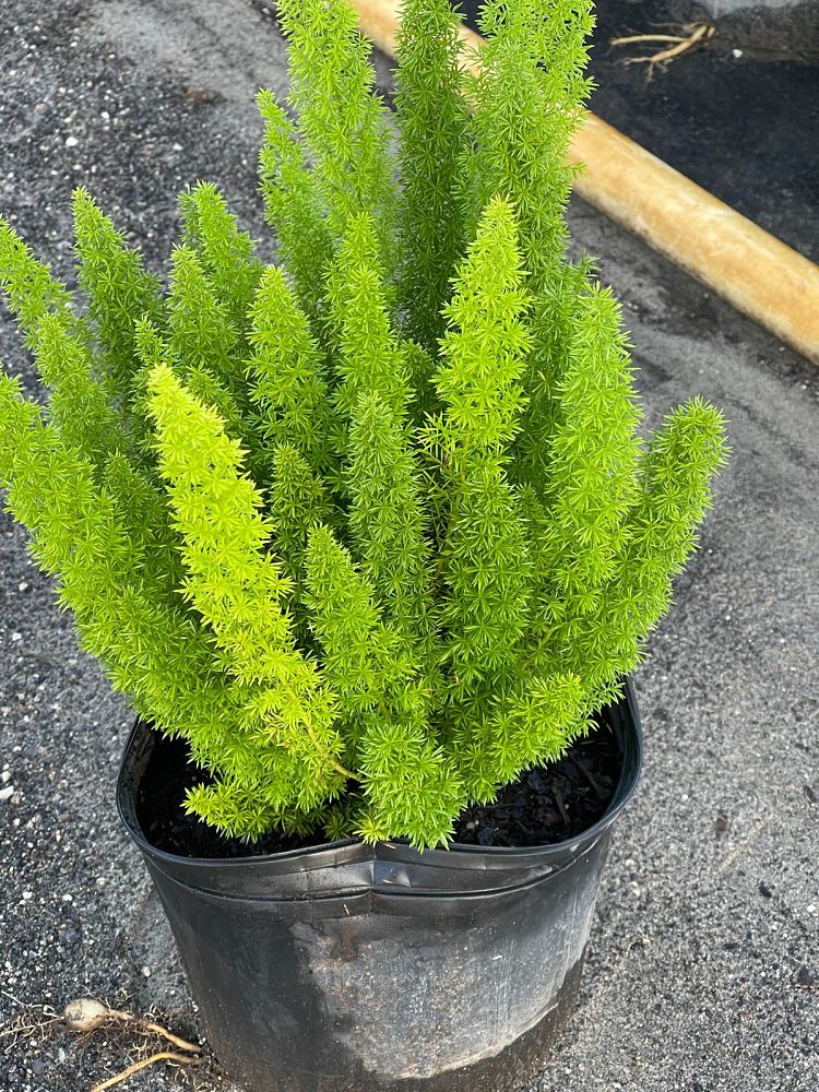 asparagus-densiflorus-meyerii-foxtail-fern-asparagus-densiflorus-myers