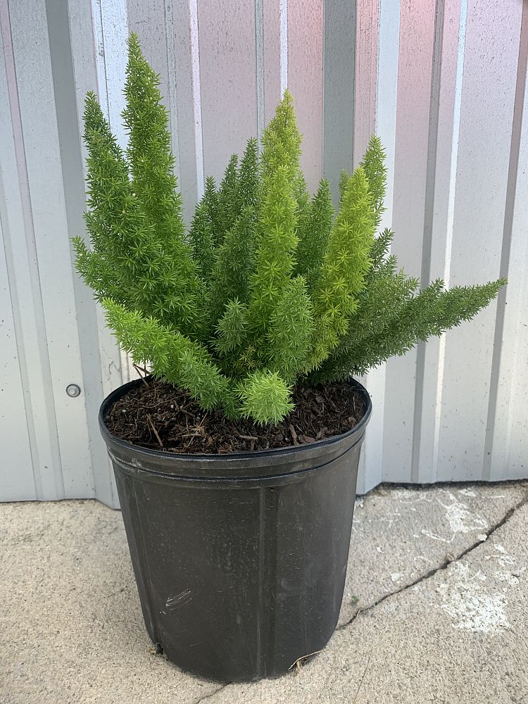 asparagus-densiflorus-meyerii-foxtail-fern-asparagus-densiflorus-myers
