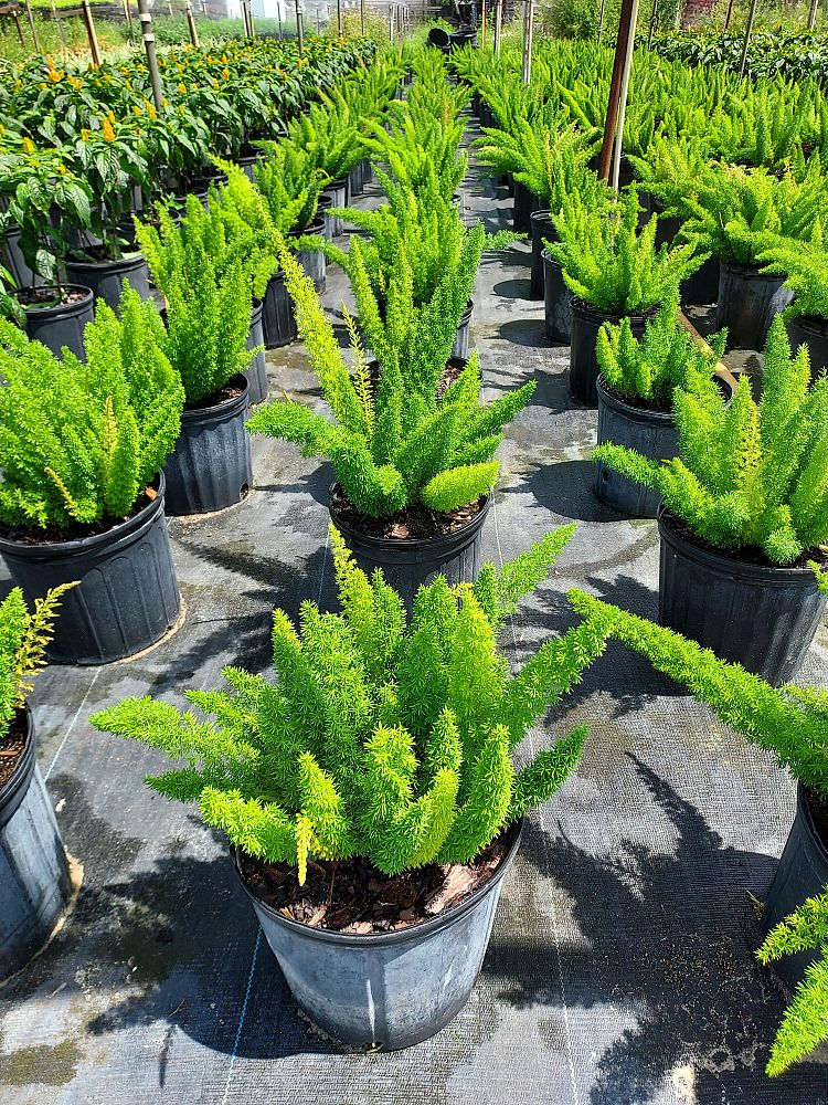 asparagus-densiflorus-meyerii-foxtail-fern-asparagus-densiflorus-myers