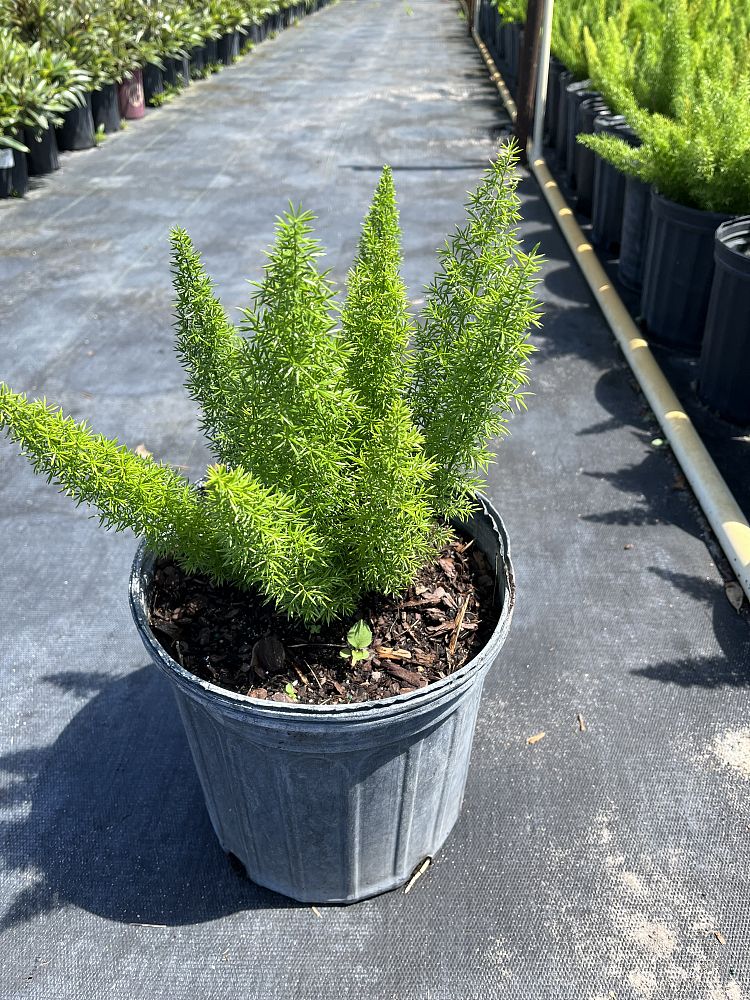 asparagus-densiflorus-meyerii-foxtail-fern-asparagus-densiflorus-myers