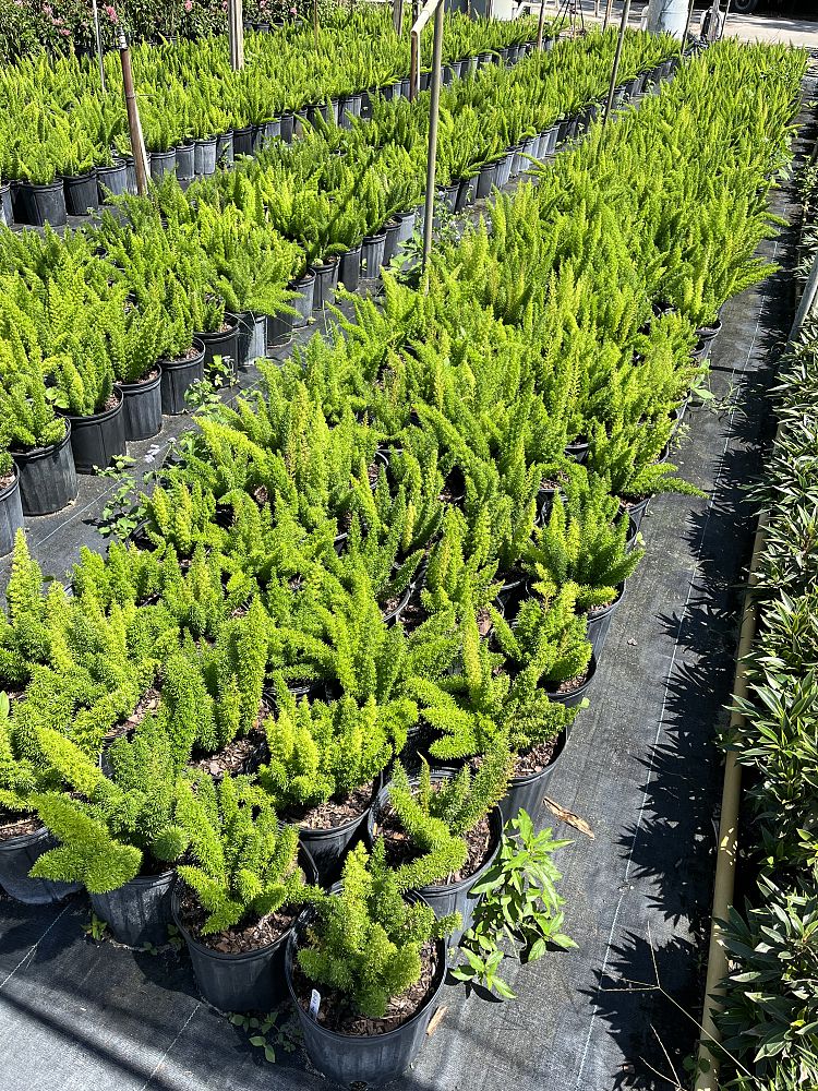 asparagus-densiflorus-meyerii-foxtail-fern-asparagus-densiflorus-myers