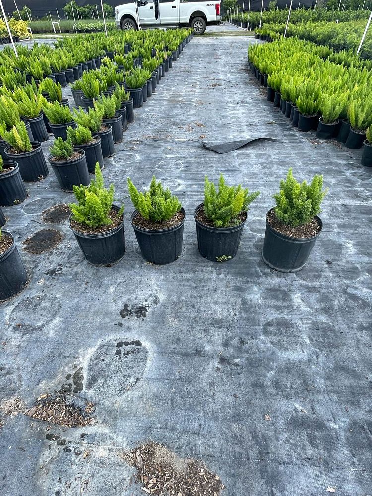 asparagus-densiflorus-meyerii-foxtail-fern-asparagus-densiflorus-myers