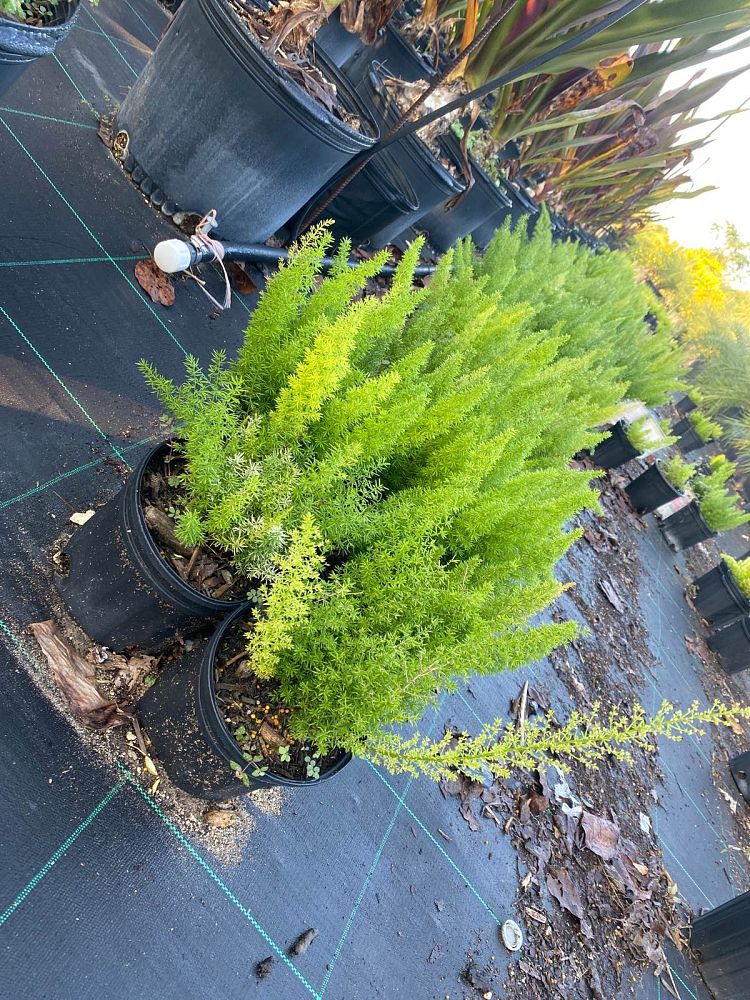 asparagus-densiflorus-meyerii-foxtail-fern-asparagus-densiflorus-myers