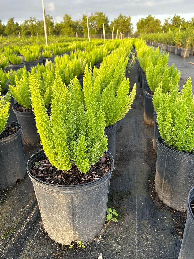 asparagus-densiflorus-meyerii-foxtail-fern-asparagus-densiflorus-myers