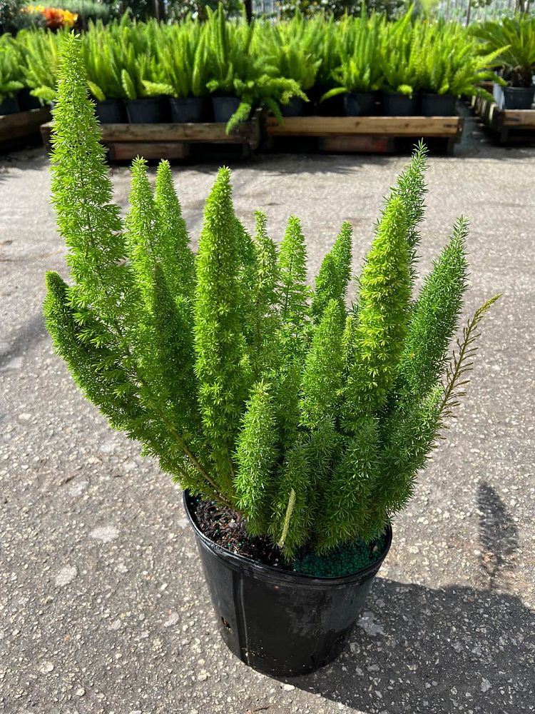 asparagus-densiflorus-meyerii-foxtail-fern-asparagus-densiflorus-myers