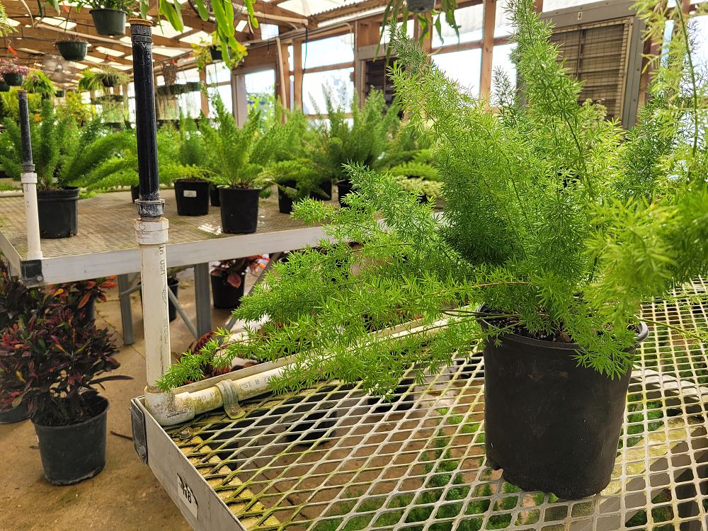 asparagus-densiflorus-meyerii-foxtail-fern-asparagus-densiflorus-myers