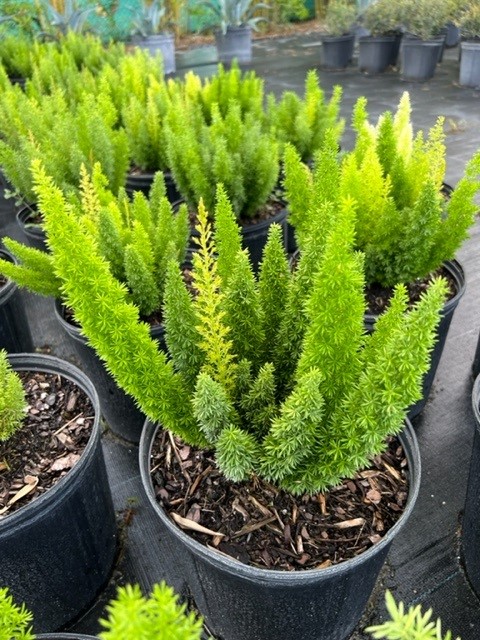 asparagus-densiflorus-meyerii-foxtail-fern-asparagus-densiflorus-myers