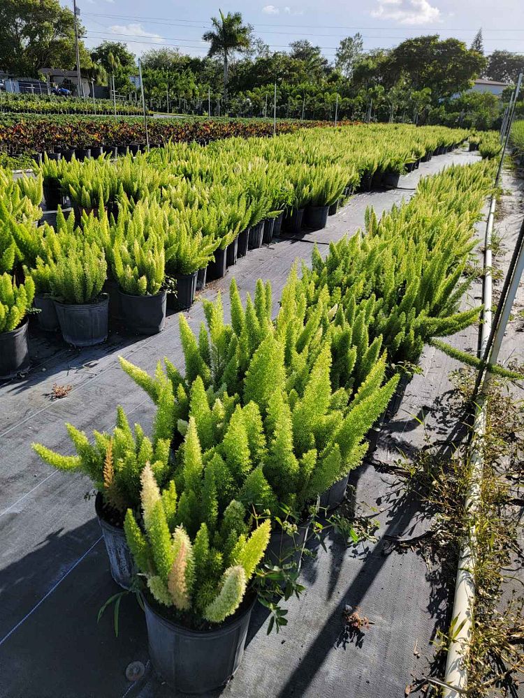 asparagus-densiflorus-meyerii-foxtail-fern-asparagus-densiflorus-myers