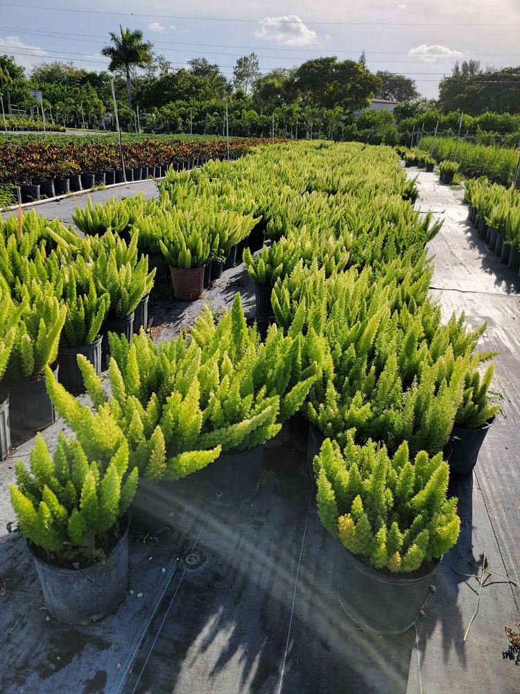 asparagus-densiflorus-meyerii-foxtail-fern-asparagus-densiflorus-myers