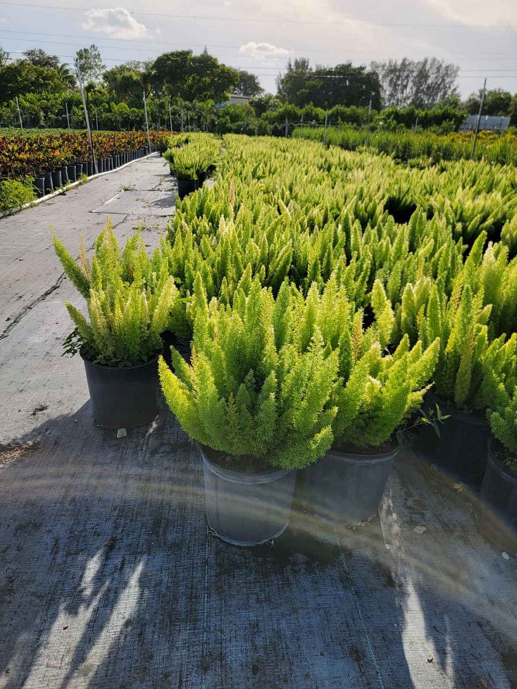 asparagus-densiflorus-meyerii-foxtail-fern-asparagus-densiflorus-myers