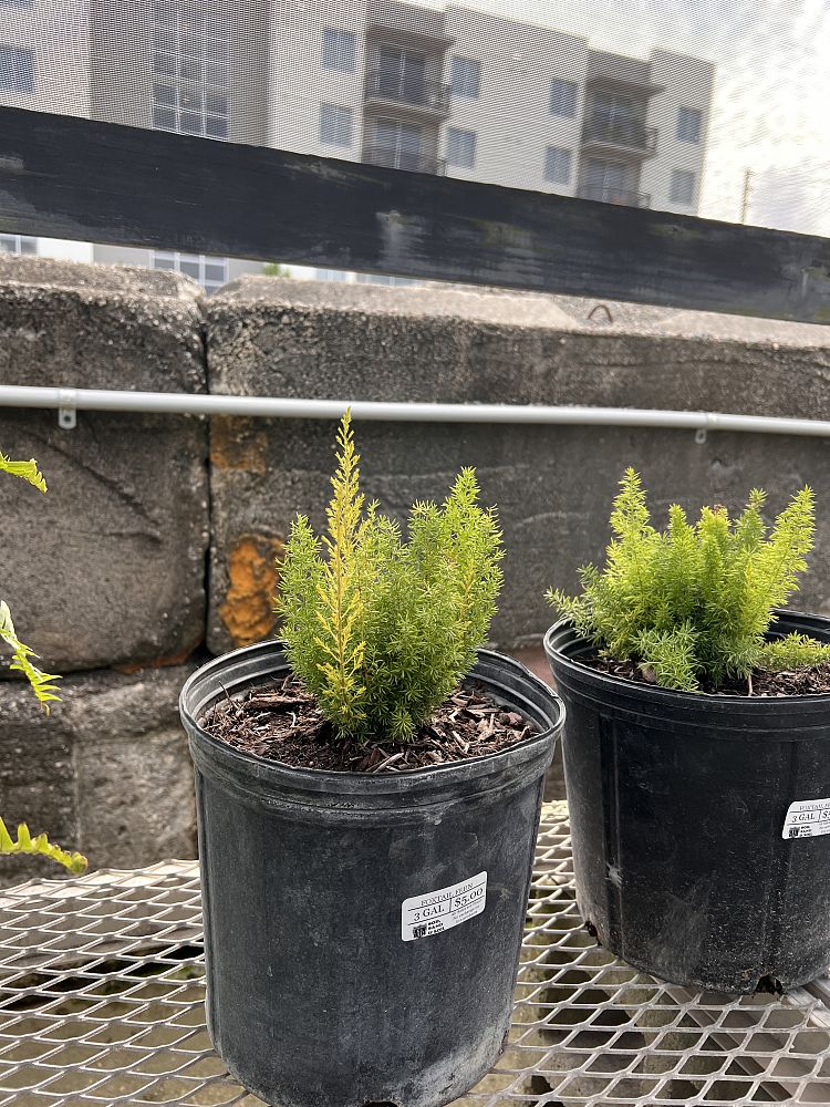 asparagus-densiflorus-meyerii-foxtail-fern-asparagus-densiflorus-myers