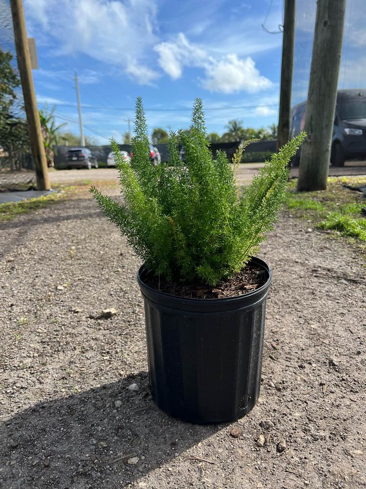 asparagus-densiflorus-meyerii-foxtail-fern-asparagus-densiflorus-myers